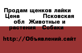 Продам щенков лайки › Цена ­ 4 000 - Псковская обл. Животные и растения » Собаки   